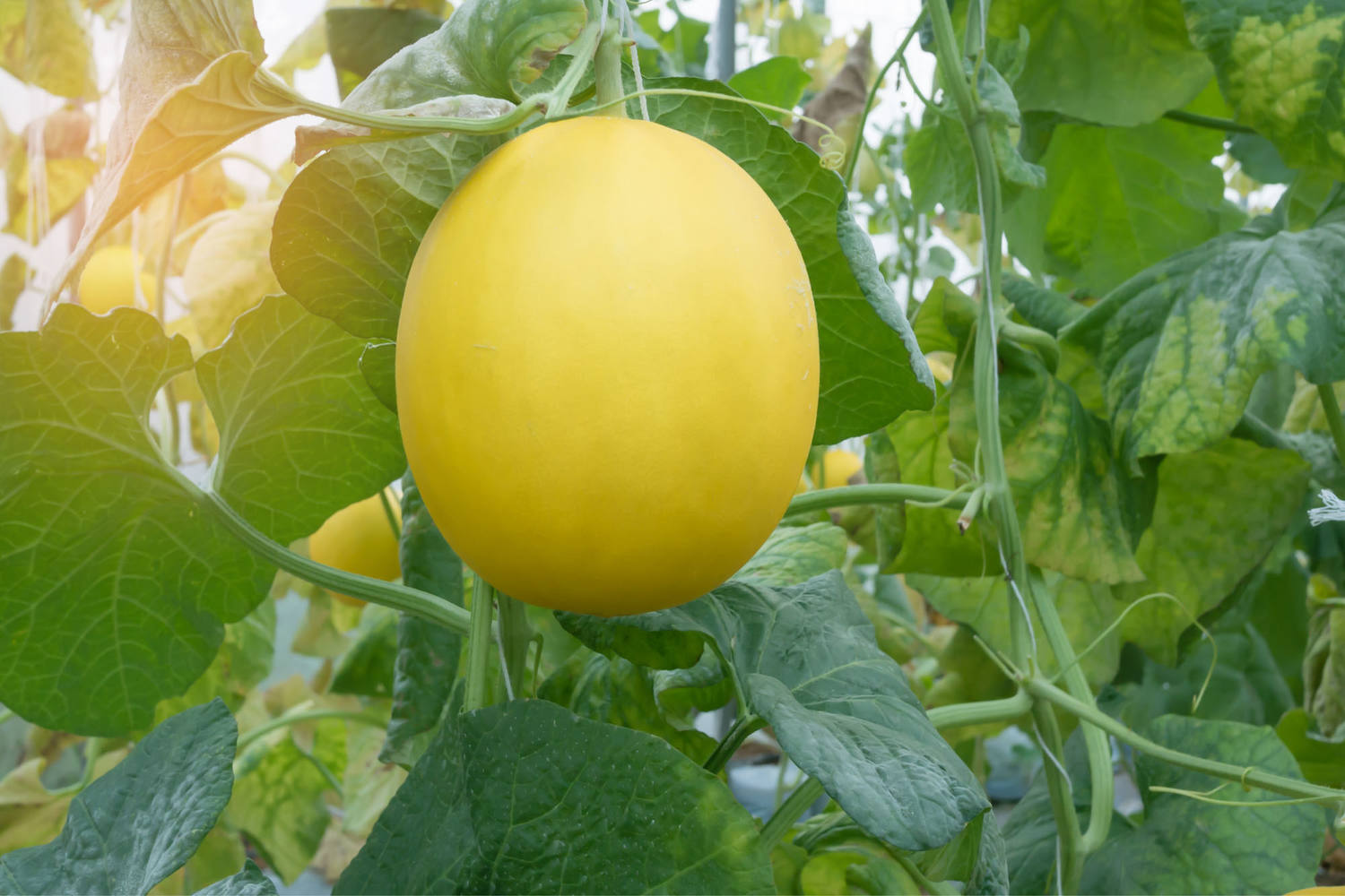 Melon jaune taille 6 pièce 2